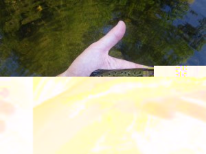 IMGP1875 (Copier).JPG