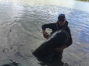 Silure de Loire 231cm