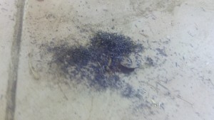 2.jpg (129.71 Kio) Consulté 5661 fois une partie des déchets