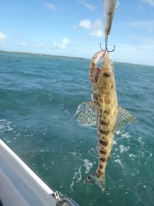 un poisson lezard, drôle de poisson que celui là